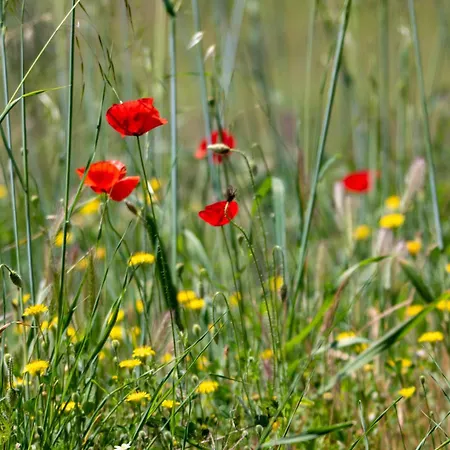 Prázdninový dům Zeusplace Olympus Olive 2 Leptokaria