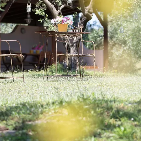 Zeusplace Olympus Olive 2