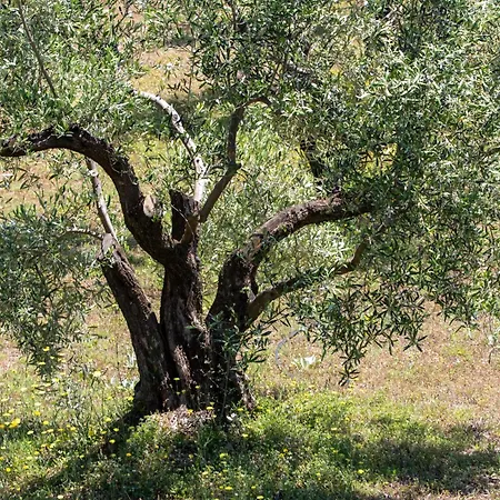 Zeusplace Olympus Olive 2 Prázdninový dům Leptokaria