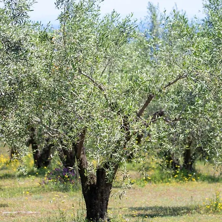 Prázdninový dům Zeusplace Olympus Olive 2 *