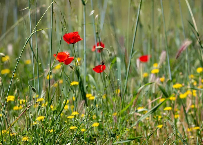 Prázdninový dům Zeusplace Olympus Olive 2 Leptokaria