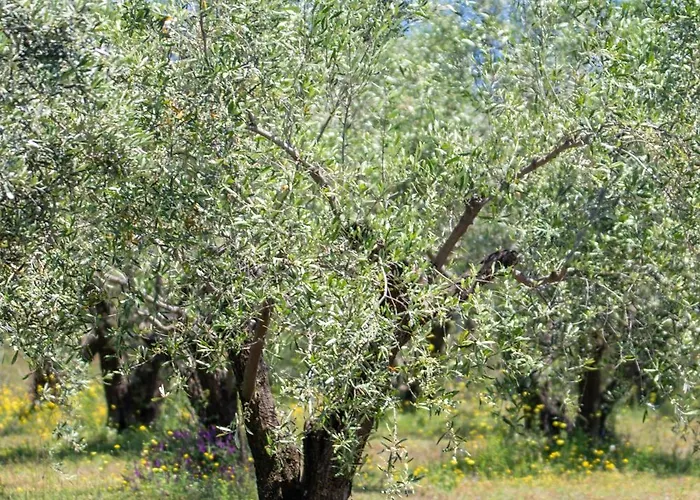 Prázdninový dům Zeusplace Olympus Olive 2 *